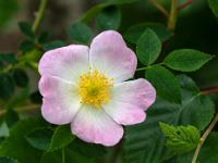 Heckenrose am Wegrand